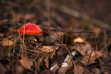Poisonous red fly agaric Amanita muscaria, a hallucinogen mushroom on forest floor