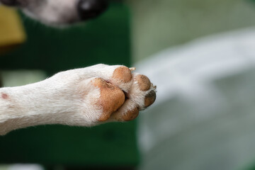 The pads of the paws of a small homeless dog. A small dog sleeps in the open air outside on a sunny...