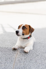 Cute Jack Russell Terrier dog outdoors in the city on a sunny day. Adorable puppy Jack Russell Terrier dog and his owner enjoying time together