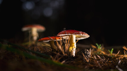 Poisonous red fly agaric Amanita muscaria, a hallucinogen mushroom on forest floor
