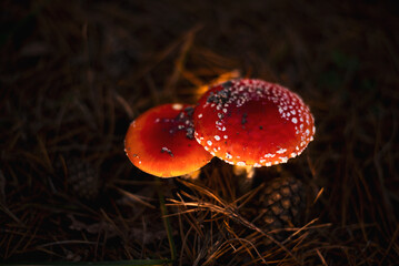 Poisonous red fly agaric Amanita muscaria, a hallucinogen mushroom on forest floor