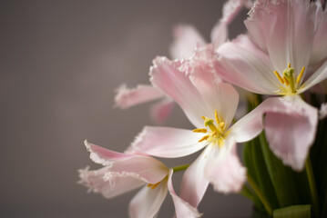 Obraz premium Light pink open tulips in a vase. Delicate spring flowers