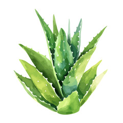 hand drawn green watercolor aloe vera illustration, aloe vera vector, green aloe vera vector illustration isolated on white background, Watercolor hand drawn green aloe vera illustration, aloe veras, 