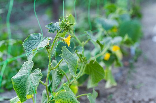 Cucumber Vines with Yellow Flowers Climbing on a Garden Trellis