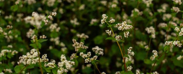 Flowering buckwheat lat. Fagopyrum esculentum known as common buckwheat.