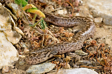 Westliche Sandboa // Javelin sand boa (Eryx jaculus) - Insel Ios, Griechenland