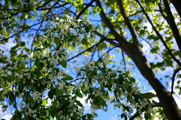 leaves and blue sky