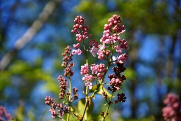 pink and white flowers
