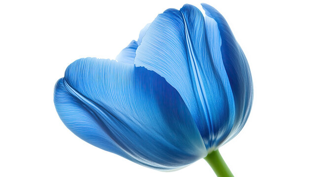 one single blue tulip flower on white background