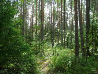 Cosy forest in summer on a sunny day