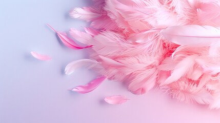   Pink feathers against blue-pink backdrop with white feather on the left edge