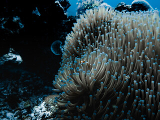 Clownfish in Anemone