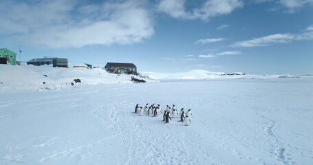 Group of Gentoo penguins standing near polar station in Antarctica. Wild sea birds on snow covered hill, research buildings base in background. Antarctic wildlife exploration. South Pole nature beauty © mozgova