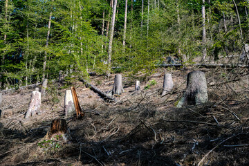Sonnenaufgang – Blaue Stunde in der Sächsischen Schweiz – Bastei - Elbsandsteingebirge