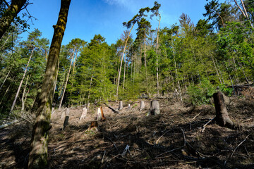 Sonnenaufgang – Blaue Stunde in der Sächsischen Schweiz – Bastei - Elbsandsteingebirge