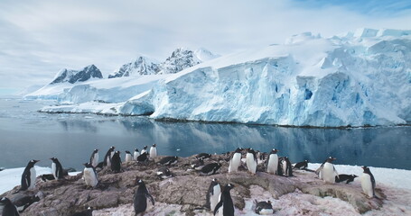 Big colony Gentoo penguins stand on rock in Antarctica Peninsula. Breathtaking background icebergs and snow covered mountains. Wildlife penguins colony natural nesting behaviors in polar environment.