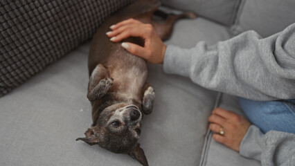 A young woman caresses her senior chihuahua on a couch in a cozy indoor setting