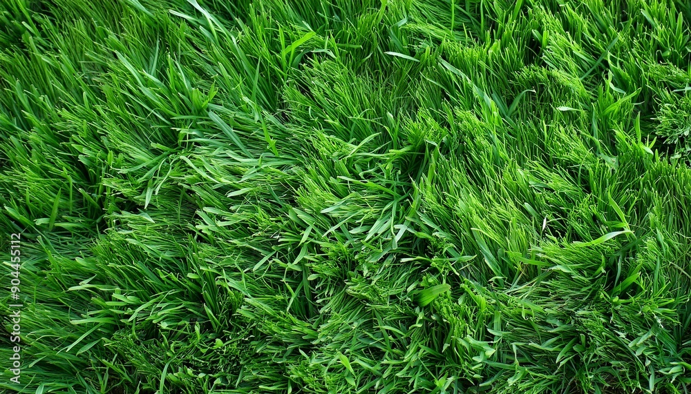 Wall mural natural green grass background fresh lawn top view