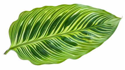 This image features a large green leaf decorated with detailed yellow and green stripes, showcasing the intricate patterns and natural artistry of plant life.