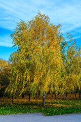 Naklejka premium Birch trees in a city park on autumn