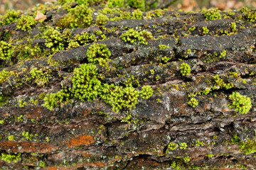 Fototapeta premium Detailed Close-up of Vibrant Green Moss Covering Tree Trunk in Lush Forest Environment