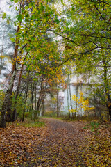 Peaceful Autumn Scene Path Lined with Deciduous Trees Leading to a House