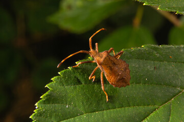bug Heteroptera Acanthosomatinae forest makro