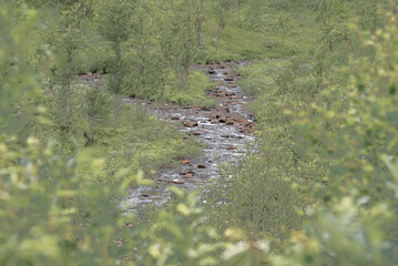 Stream in the green vegetation along Vildmarksvägen in Sweden.