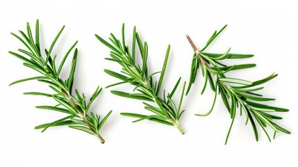 Fototapeta premium This image depicts three fresh rosemary sprigs arranged on a white background, clearly displaying their green, needle-like leaves and fresh appearance, ideal for culinary use.