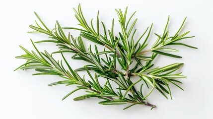 This image presents fresh rosemary sprigs with needle-like leaves, resting on a white base, showcasing their vibrant green color and suitability for flavoring dishes and garnishes.