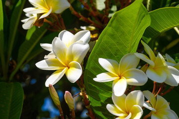 Plumeria is a perennial flowering plant