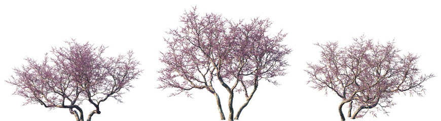 Set of Cercis siliquastrum (commonly known as the Judas tree or Judas-tree) flowering trees frontal isolated png on a transparent background perfectly cutout