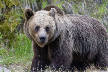 Obraz premium Brown bear portrait