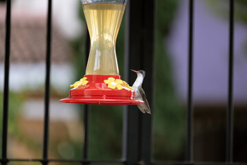 Colibrís tomando de un bebedero de agua