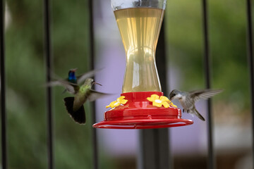 Colibrís tomando de un bebedero de agua © Polette