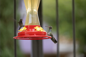 Colibrís tomando de un bebedero de agua