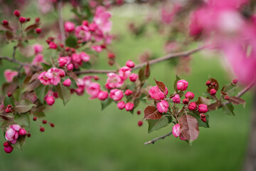 Pink cherry blossoms. Natural beautiful pleasant background.