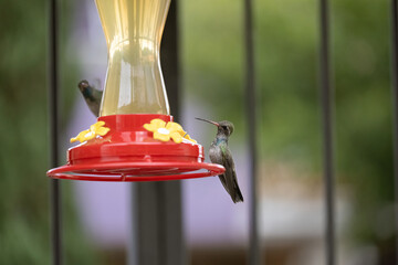 Colibrís tomando de un bebedero de agua © Polette