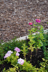 Close up of wooden textured box with green fresh herbs and pink flowers. Sunny day in the summer. Concept of growing, Brown background. Tallinn, July 2024