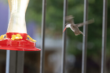 Colibrís tomando de un bebedero de agua © Polette