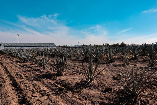 Paisaje urbano y sembrad&iacute;o de agave en la ciudad
