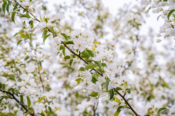Pink cherry blossoms. Natural beautiful pleasant background.