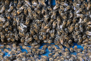 Swarming honey bee close up photo