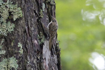 木の幹にとまるキバシリ