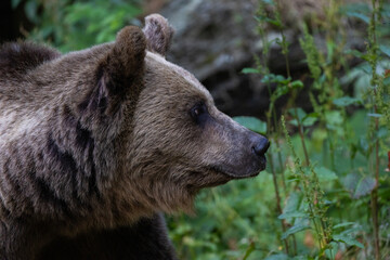 Fototapeta premium Brown bear portrait