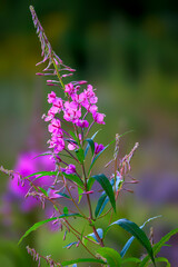 Firewood (Chamaenerion angustifolium) growing Wild in Colorado