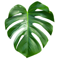 Monstera deliciosa leaf or Swiss cheese plant isolated on transparent background with clipping path. House plants, tropical leaves. © Maria