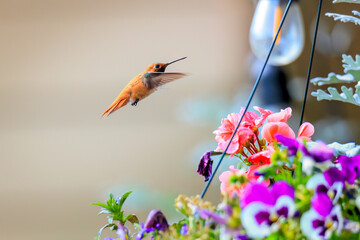 Rufous Hummingbird (Selasphorus rufus) in Colorado