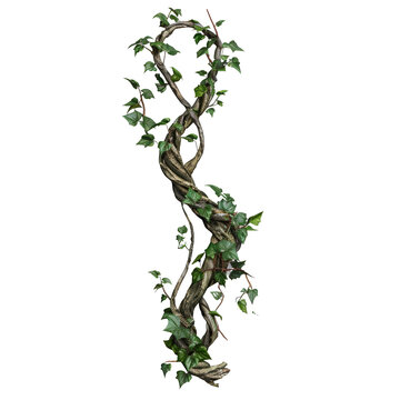Wild twisted liana vines on tree branch isolated on transparent background with clipping path.