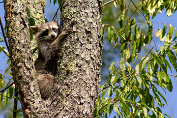 raccoon in tree